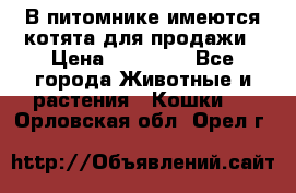 В питомнике имеются котята для продажи › Цена ­ 30 000 - Все города Животные и растения » Кошки   . Орловская обл.,Орел г.